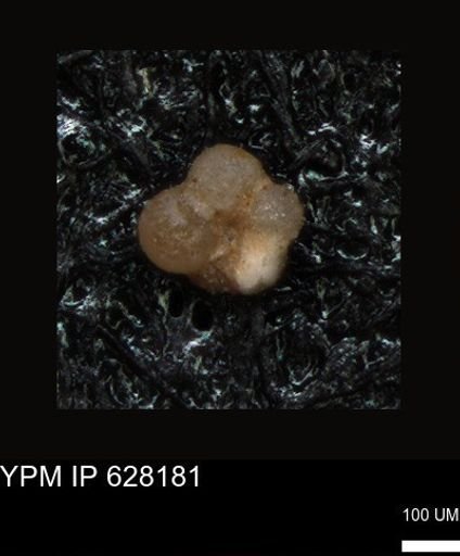 undet. Foraminiferida