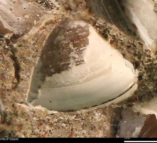 Corbulamella gregaria