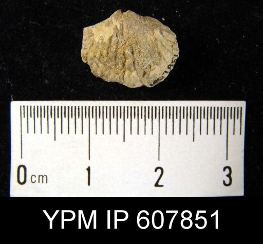 Anastrophia?