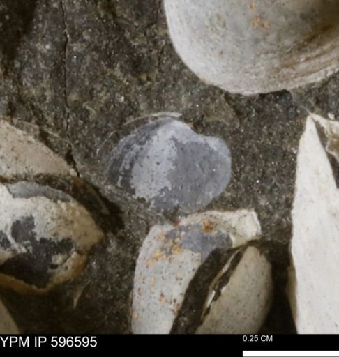 Protocardia?