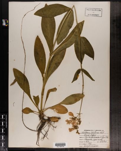 Plantae