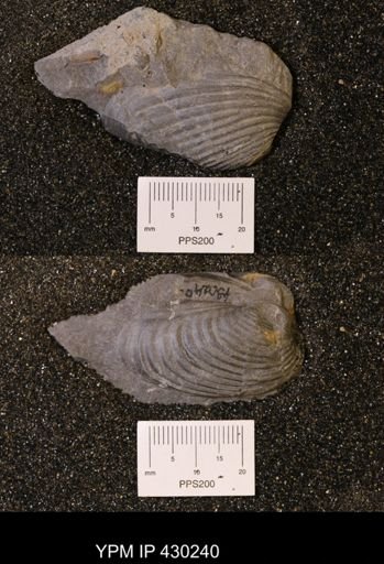 Grammysioidea arcuata