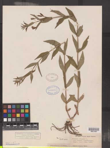 Mimulus ringens