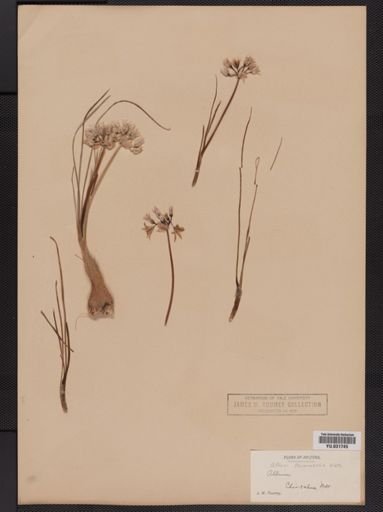 Allium