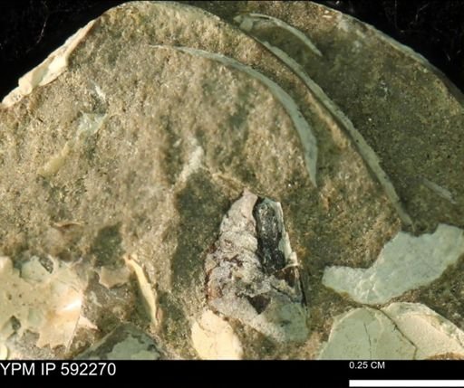 undet. Bivalvia