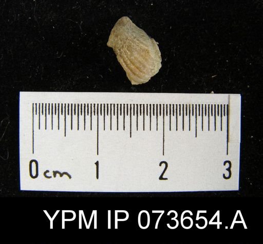 Camarotoechia perryvillensis