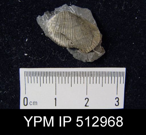 Productus sp.