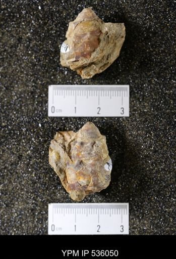 Tulotoma thompsoni