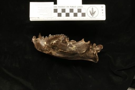 Domnina sp.
