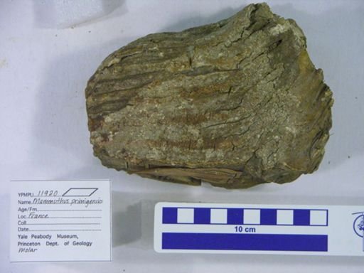 Mammuthus primigenius