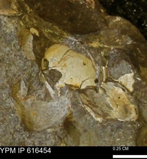 Protocardia subquadrata