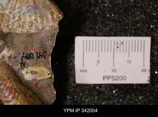 undet. Scaphitidae