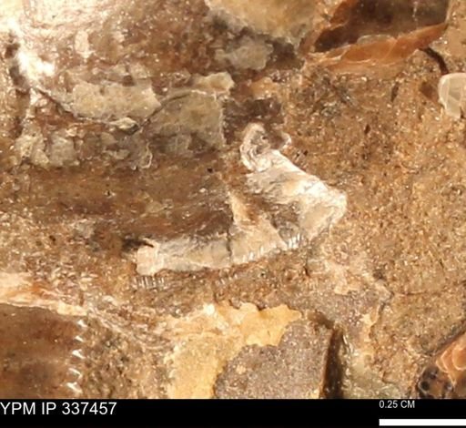 undet. Bivalvia