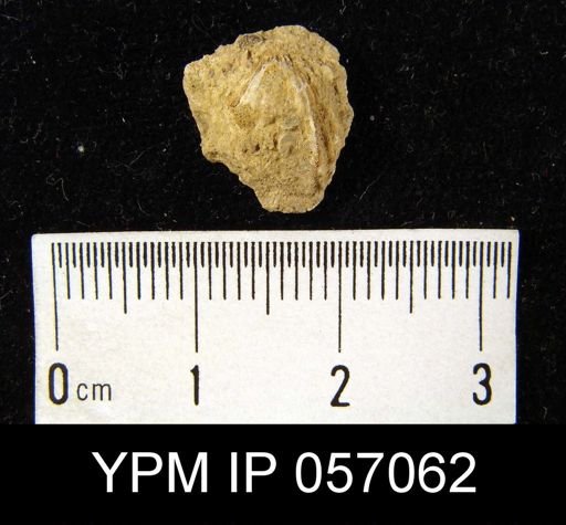 Rhynchospira formosa