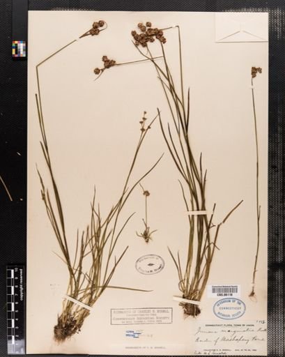 Juncus marginatus