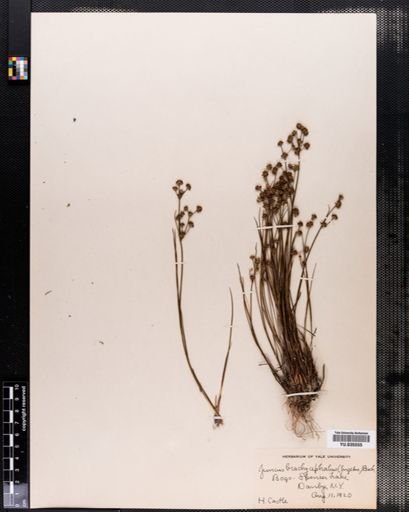 Juncus brachycephalus
