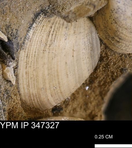 Limopsis striatopunctatus