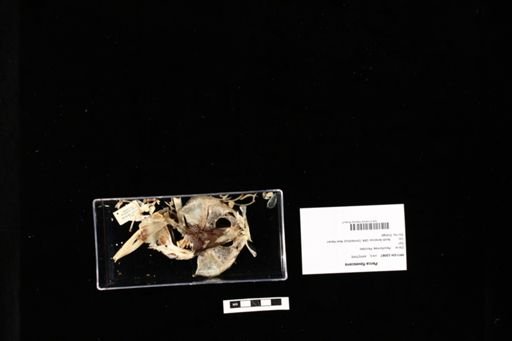 Perca flavescens