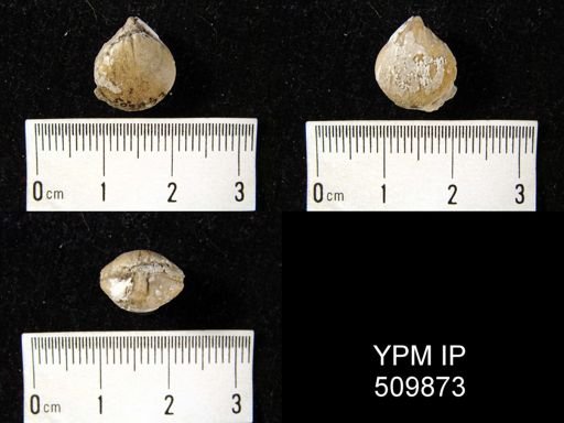 undet. Athyridida