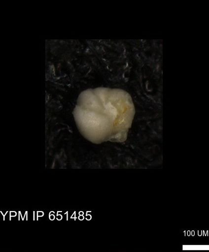 undet. Foraminiferida
