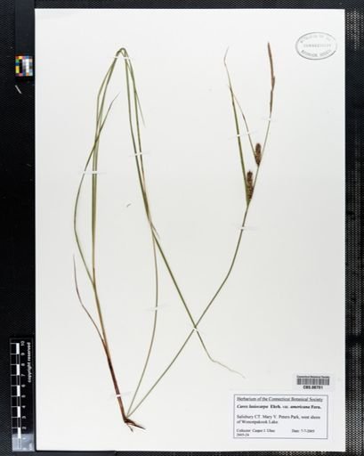 Carex lasiocarpa