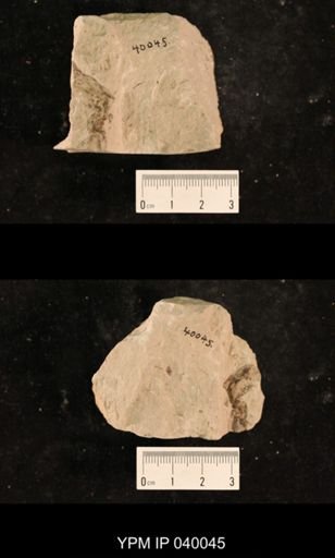 Liomopterum sp.