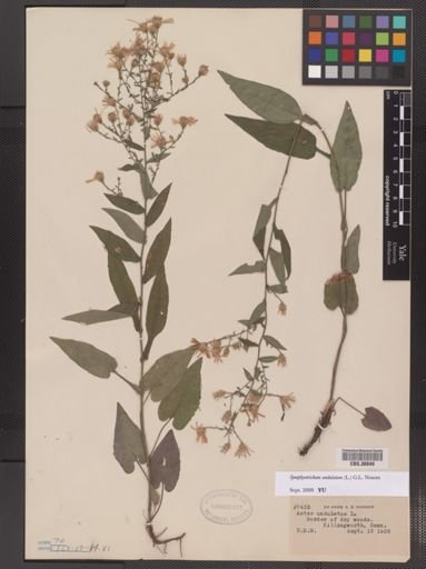 Symphyotrichum undulatum