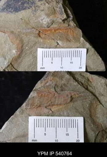 undet. Nautiloidea