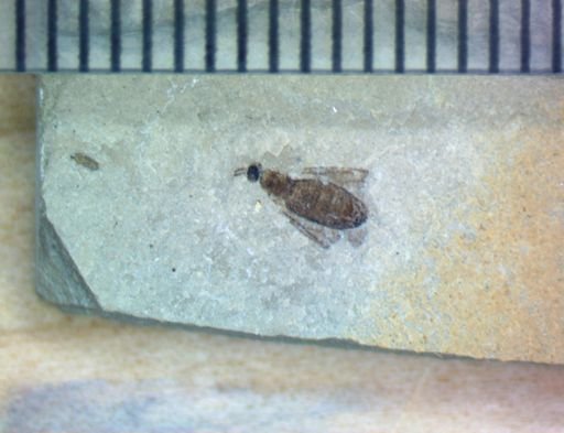 undet. Hexapoda