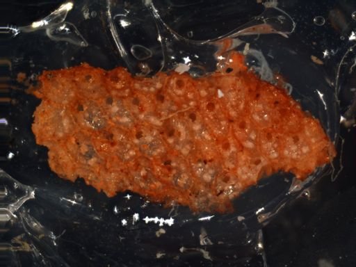 Bryozoa