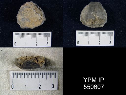 Linoproductus cora