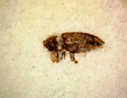undet. Coleoptera