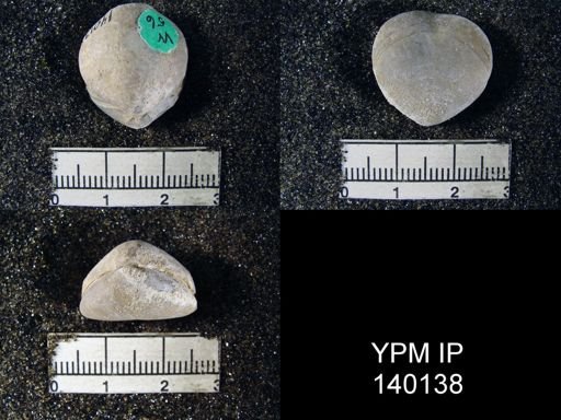 Spirigerella derbyi