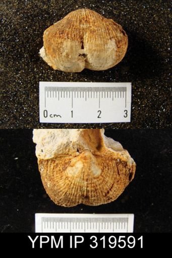 Productus inflatus