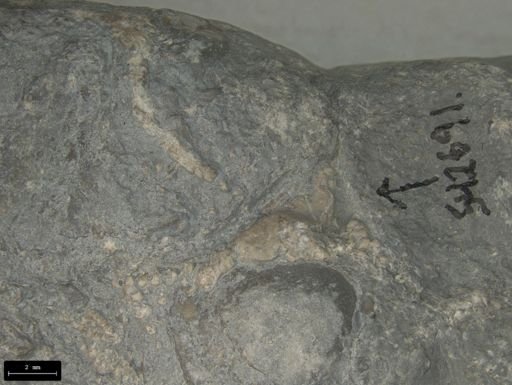 Aplocoma damesii