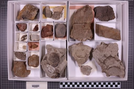 mixed taxa, stratigraphic collection