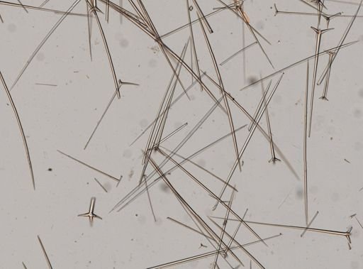 Ecionemia walkeri