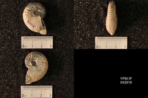 Hoploscaphites nicolletii