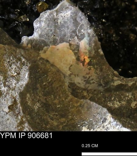 undet. Ammonoidea