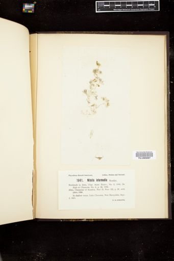 Nitella intermedia