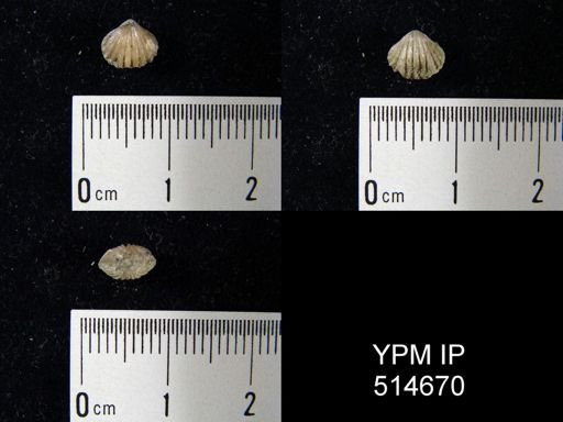 Stegerhynchus?