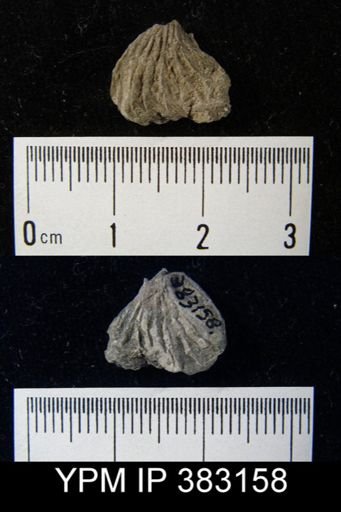 undet. Rhynchonellida