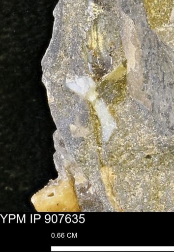 undet. Mollusca