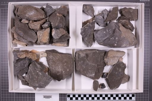 mixed taxa, stratigraphic collection
