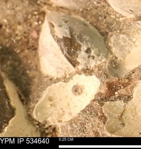 Protocardia subquadrata