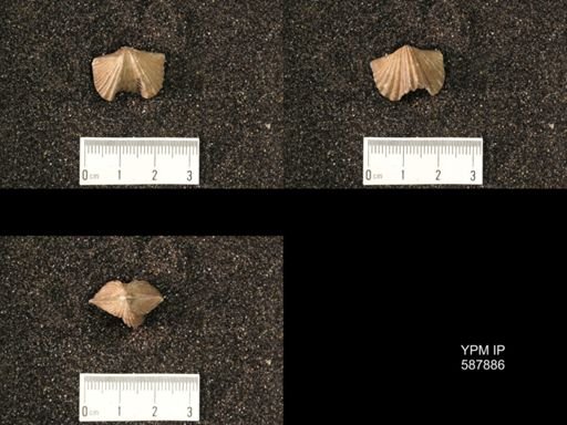 Platystrophia acutilirata