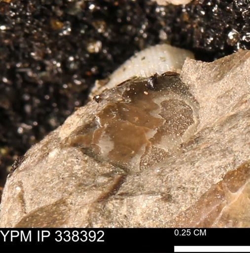 undet. Mollusca
