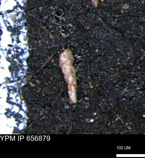 Verneuilinoides kansasensis