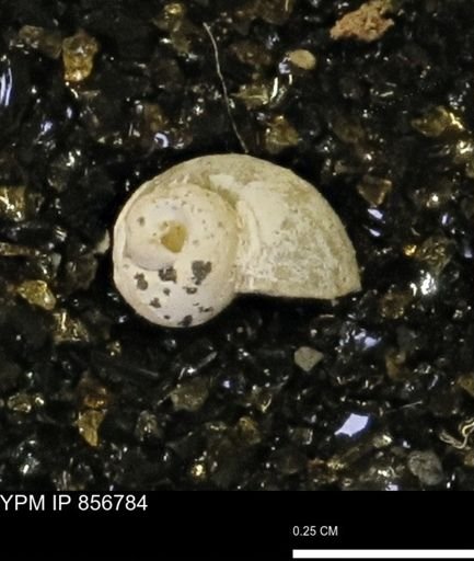 Euspira sp.