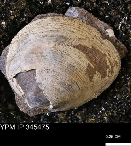 Limopsis striatopunctatus